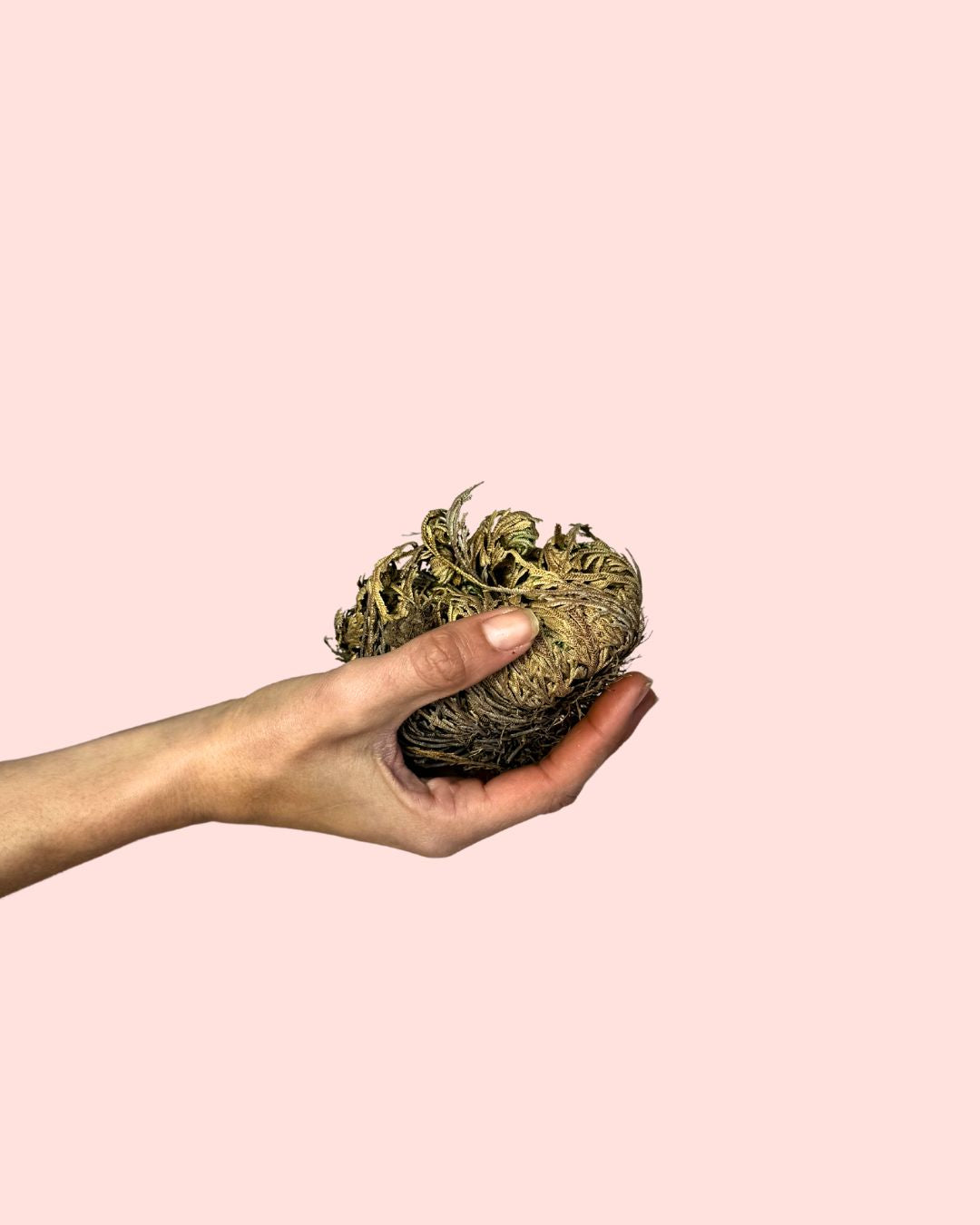 🌿 Rosa de Jericó · Renacimiento y Prosperidad