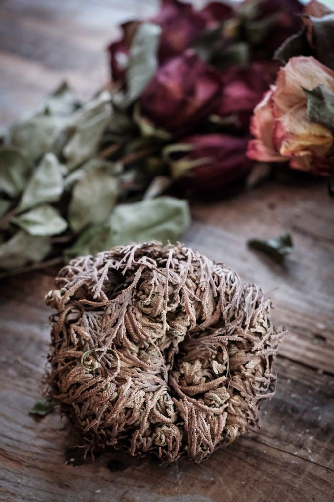 🌿 Rosa de Jericó · Renacimiento y Prosperidad