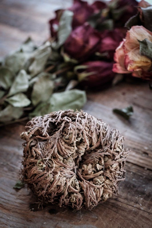 🌿 Rosa de Jericó · Renacimiento y Prosperidad